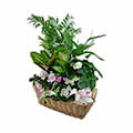 Plantes vertes et fleuries en corbeille