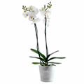 Orchidée Phalaenopsis blanche en pot Orchidée Phalaenopsis blanche en pot